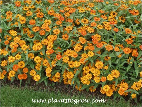 Zinnia Phoenix Fire Orange